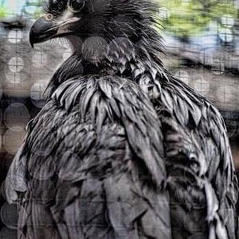 Vogelpark Olching - Zoos Near Me - Olching, BY Vogelpark Olching - Zoos Near Me - Olching, BY