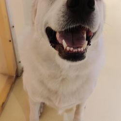 Happy Dogs Southside Giftly Beautiful Gift Card Alternative