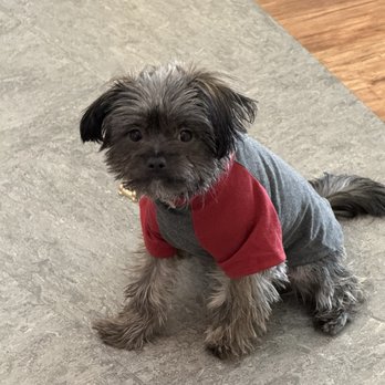 Studio Pet Grooming - This is before his hair today - Pet Groomers Near Me Studio Pet Grooming - This is before his hair today - Pet Groomers Near Me