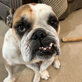 Pet Urgent Care - BUBBA TWEET - Veterinarians Near Me - Phoenix, Arizona Pet Urgent Care - BUBBA TWEET - Veterinarians Near Me - Phoenix, Arizona
