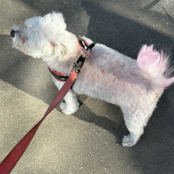 Doggy D'Tails - Pet Groomers Near Me - Melbourne, Florida