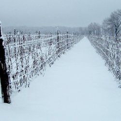 Exultet Estates - Exultet vineyard in winter...