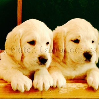 Top Notch Labradoodles - Pet Breeders Near Me Top Notch Labradoodles - Pet Breeders Near Me