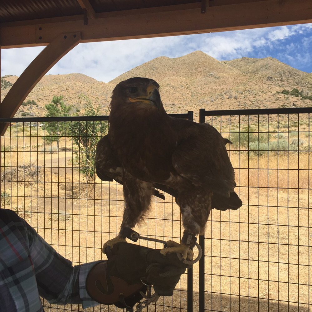 Raptor Adventures - Steppe eagle - Zoos Near Me - Reno, Nevada Raptor Adventures - Steppe eagle - Zoos Near Me - Reno, Nevada
