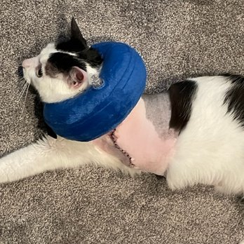 Lakes Animal Clinic - Pacey 2 days after leg amputation. - Veterinarians Near Me - Antioch, Illinois