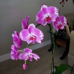 Soroa Orchids
