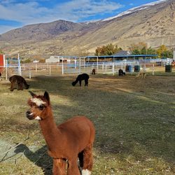 Uinta Alpacas - Boots with the fur
