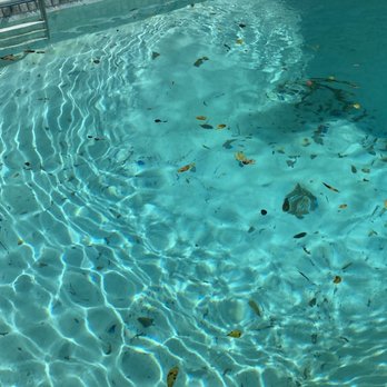 Trim Pro Tree & Landscaping - Photo of wood chips in our vinyl-lined pool. - Tree Services Near Me - High Point, North Carolina Trim Pro Tree & Landscaping - Photo of wood chips in our vinyl-lined pool. - Tree Services Near Me - High Point, North Carolina