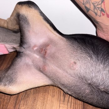 911 Vet Care - First sign of ringworm - Veterinarians Near Me - Lancaster, California
