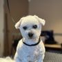 Photo of Splash Zone Dog Grooming