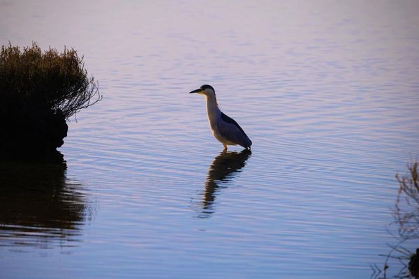 Bolsa Chica Ecological Reserve by null