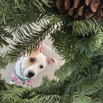 SummerWinds Nursery - Campbell - Santa's little helper helping me to pick out a wreath. SF SPCA Adopt ! - Nurseries & Gardening Near Me - Campbell, California SummerWinds Nursery - Campbell - Santa's little helper helping me to pick out a wreath. SF SPCA Adopt ! - Nurseries & Gardening Near Me - Campbell, California