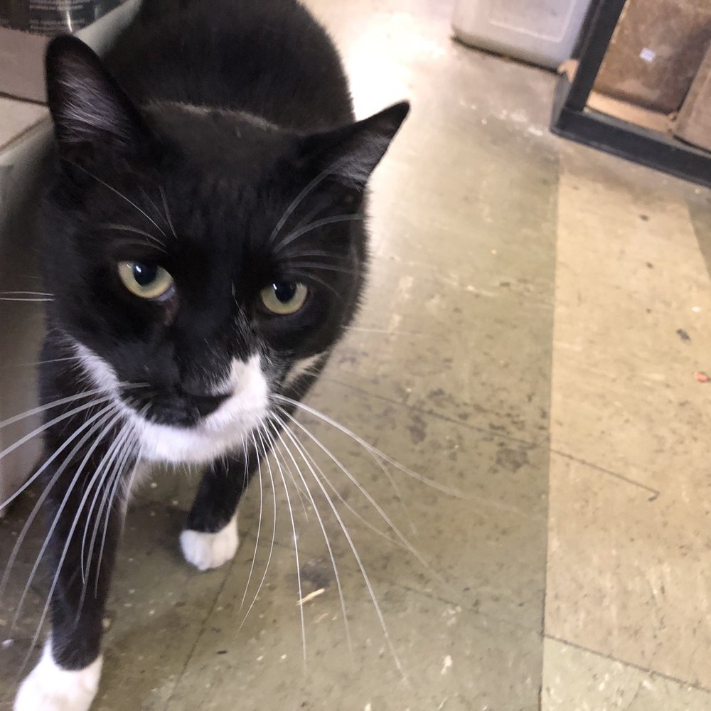Close Feed & Supply - Super friendly shop kitty - Pet Stores Near Me - Hayward, California