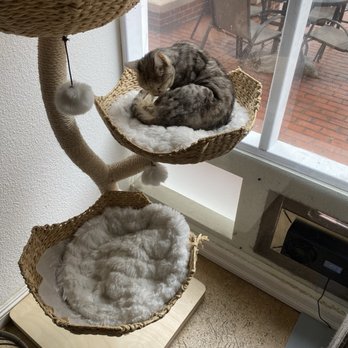 The Cat Cafe - Coffee & Tea Near Me - San Diego, California The Cat Cafe - Coffee & Tea Near Me - San Diego, California