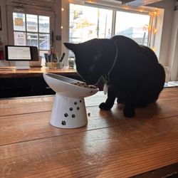 Pounce Cat Cafe - Inside
