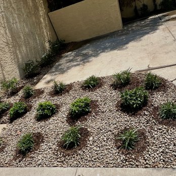 Moon Valley Nurseries - Pittosporum, Purple Katy Ruellia, Iceberg Roses, Star Jasmine shrub - Nurseries & Gardening Near Me - Phoenix, Arizona