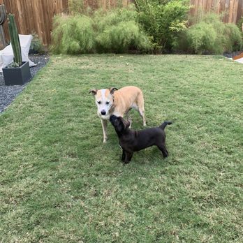 Dedicated Dog Training - Pet Training Near Me - Levittown, New York Dedicated Dog Training - Pet Training Near Me - Levittown, New York