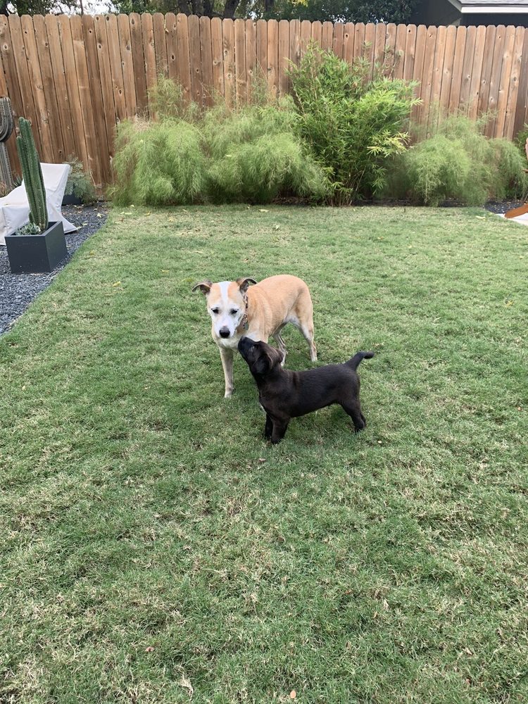 DEDICATED DOG TRAINING Updated August 2024 25 Reviews 371 Loring