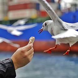 Beşiktaş Adalar Vapur Iskelesi