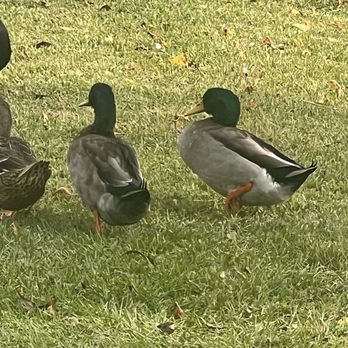 Houston West RV Park - Ducks - RV Parks Near Me - Brookshire, Texas Houston West RV Park - Ducks - RV Parks Near Me - Brookshire, Texas