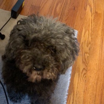 Le Pitou Boutique - Our dog before grooming. - Pet Groomers Near Me - Forest Hills, New York Le Pitou Boutique - Our dog before grooming. - Pet Groomers Near Me - Forest Hills, New York