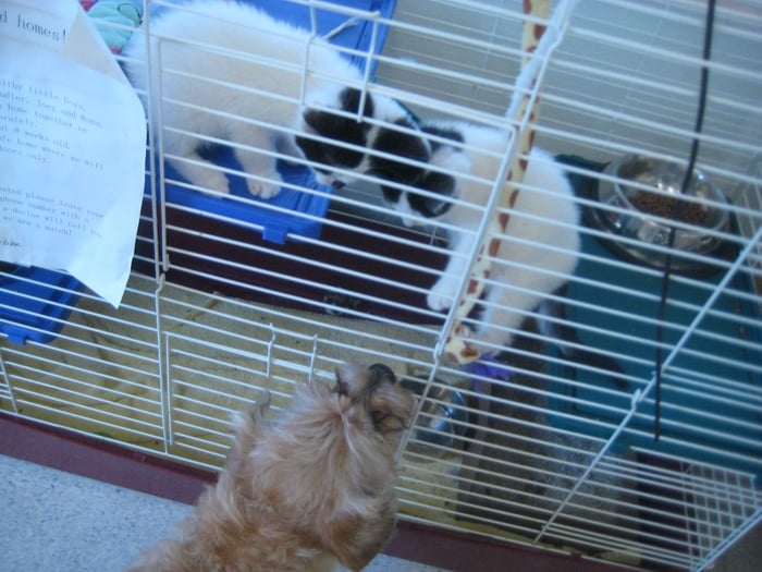 vca almaden valley animal hospital yelp