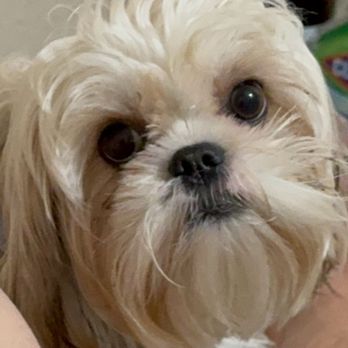 Petco - I was trying to grow her hair. - Pet Training Near Me - Ft. Worth, Texas