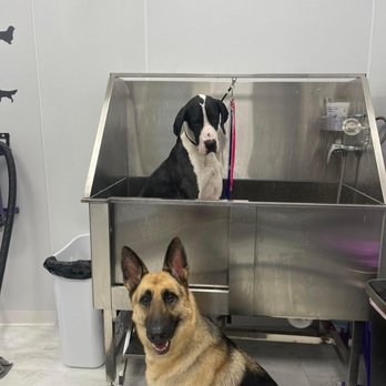 Pampered Pups Grooming - Pet Groomers Near Me - Queensbury , New York