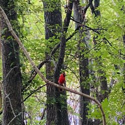 Cullinan Park