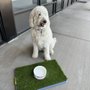 Photo of Woof Gang Bakery & Grooming