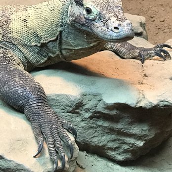 Dallas Zoo - Zoos Near Me - Dallas, Texas