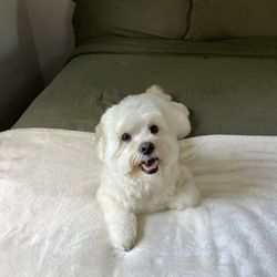 Bark Avenue Grooming