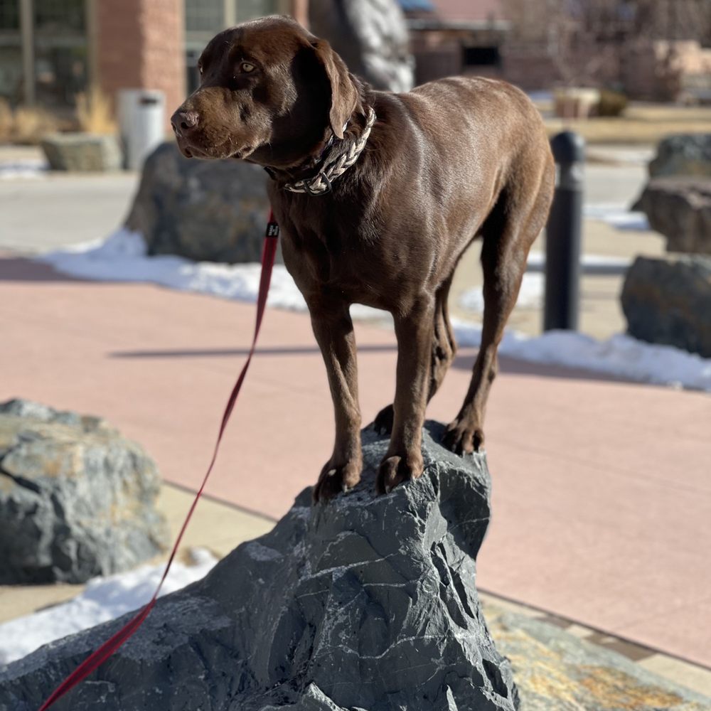 Pup Master Academy - Pet Training Near Me Pup Master Academy - Pet Training Near Me