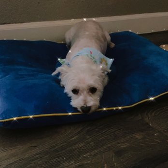 Muddy Paws Grooming - groomed at muddy paws - Pet Groomers Near Me - Oakley, California