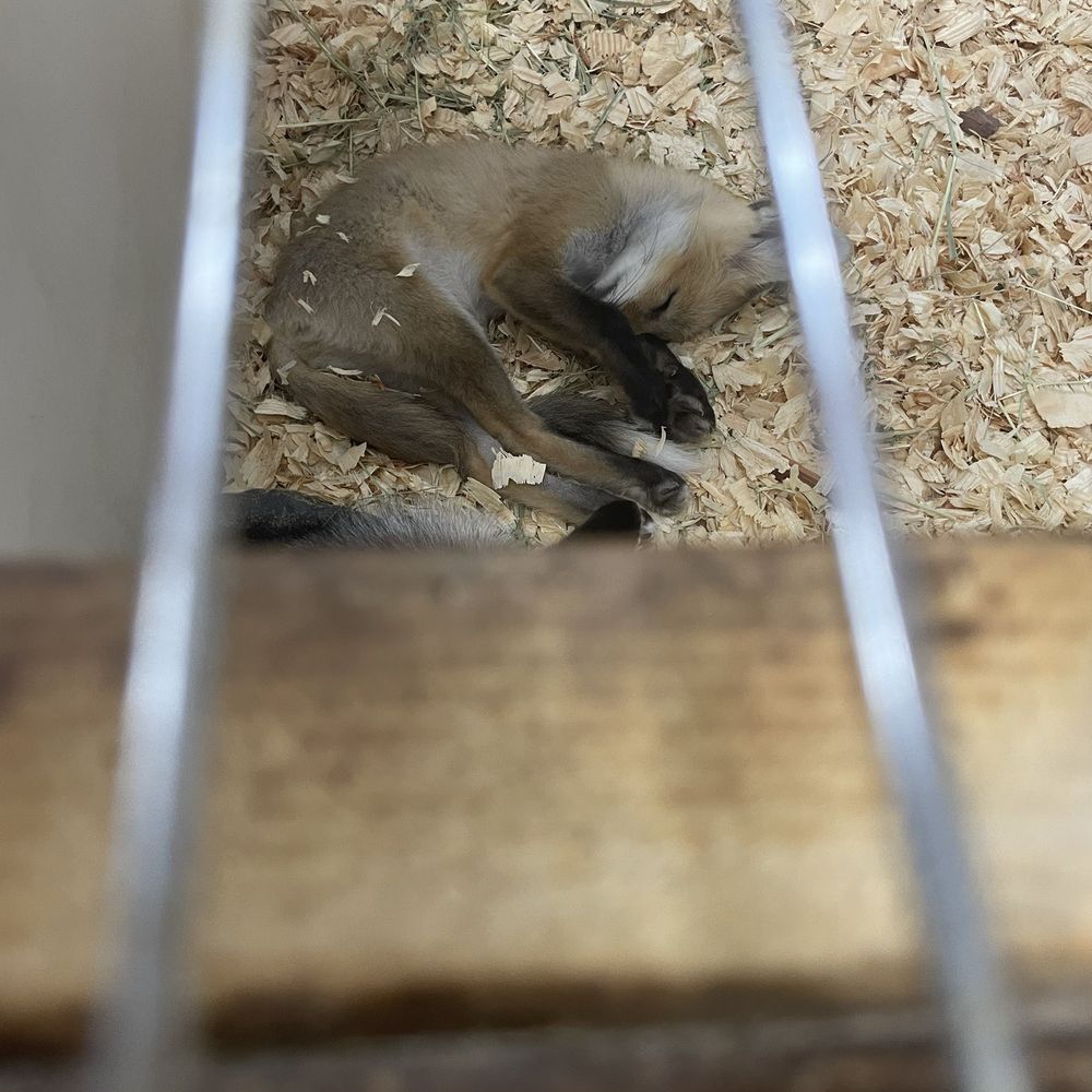 Panhandle Exotics - Pet Stores Near Me - Pensacola, Florida Panhandle Exotics - Pet Stores Near Me - Pensacola, Florida