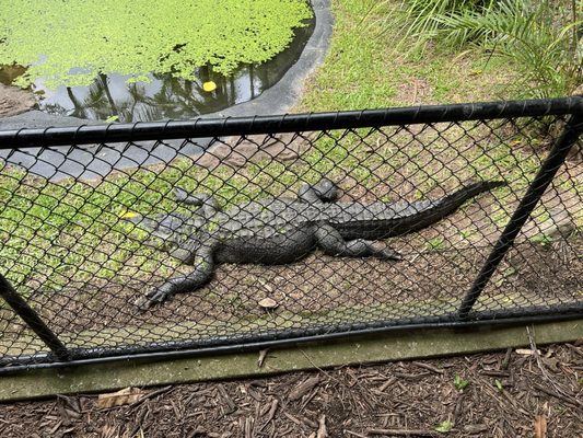 Australia Zoo by null