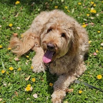 Hele Mai K9 - Pretty - Pet Boarding Near Me