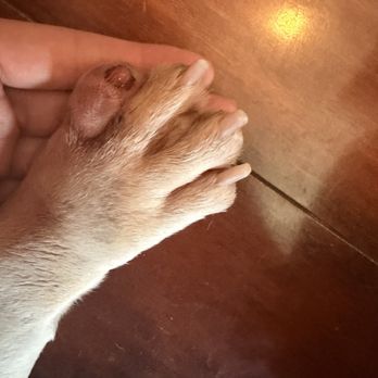 Mende's Groom Room - Missing nail from my Frenchies paw - Pet Groomers Near Me - El Centro, California Mende's Groom Room - Missing nail from my Frenchies paw - Pet Groomers Near Me - El Centro, California
