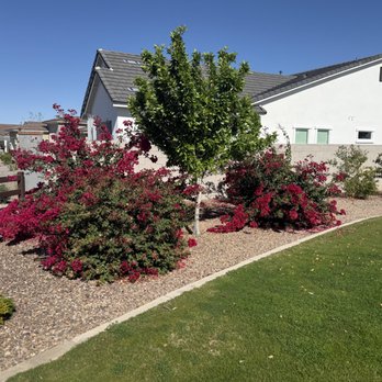 Associated Asset Management - overgrowth - Property Management Near Me - Tempe, Arizona