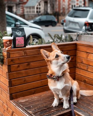Café In Gamba Saint-Viateur by null