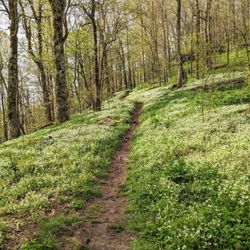 Low Gap Trail - Instagram: @telephonesmoothie