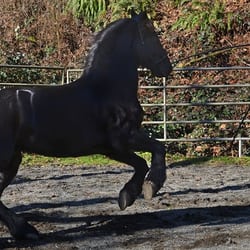 Eric Neilsen Equine Services