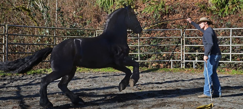 Eric Neilsen Equine Services Logo