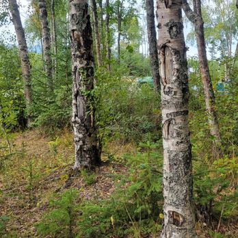 Bird Creek Campground - Lots of damage to trees by cabins, appeared to be rude humans. WHY??? - Campgrounds Near Me - Anchorage, Alaska Bird Creek Campground - Lots of damage to trees by cabins, appeared to be rude humans. WHY??? - Campgrounds Near Me - Anchorage, Alaska