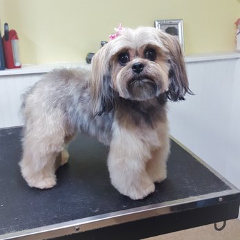The Dapper Dog - One of our beautifully groomed customers - Pet Groomers Near Me - Bethlehem, Connecticut The Dapper Dog - One of our beautifully groomed customers - Pet Groomers Near Me - Bethlehem, Connecticut