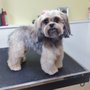 Photo of The Dapper Dog