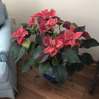 Gertens - The Poinsettia I purchased from Gertens in November and it  is still blooming!  I'm enjoying it so much! - Nurseries & Gardening Near Me - Inver Grove Heights, Minnesota