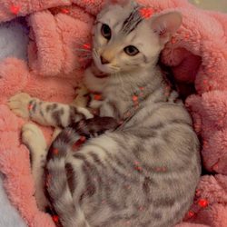 Royal Bengal Cattery