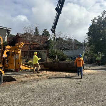 JMV Tree Service - EMERGENCY TREE REMOVAL 24/7 Response. - Tree Services Near Me - Hayward, California JMV Tree Service - EMERGENCY TREE REMOVAL 24/7 Response. - Tree Services Near Me - Hayward, California