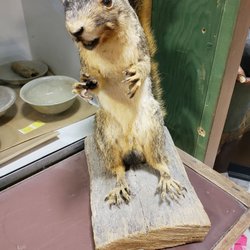 Hinton Hardware - Taxidermy